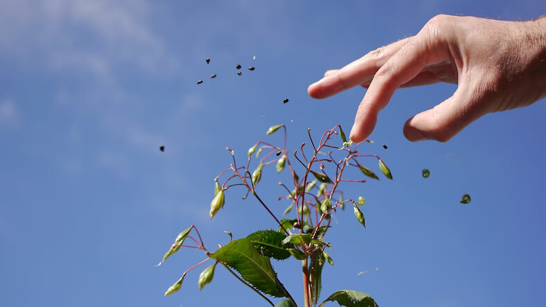 Bekämpfung von Springkraut