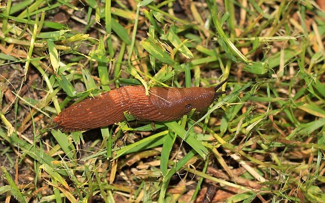 á… Nacktschnecken Im Garten Bekampfen 8 Effektive Tipps Hausmittel