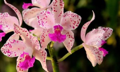 Orchidee bekommt braune Blätter