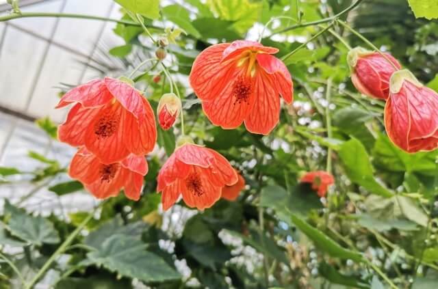 Abutilon überwintern