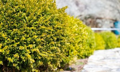 Buchsbaum gießen - Wie oft im Sommer, Herbst und Winter