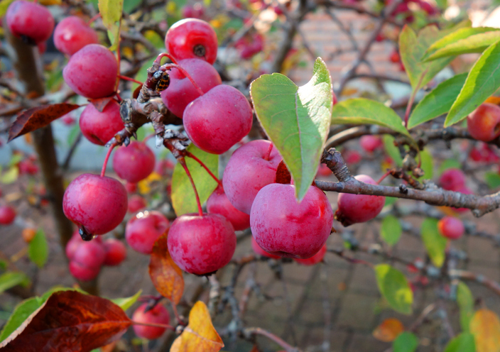 Die Zierapfel-Hecke pflanzen