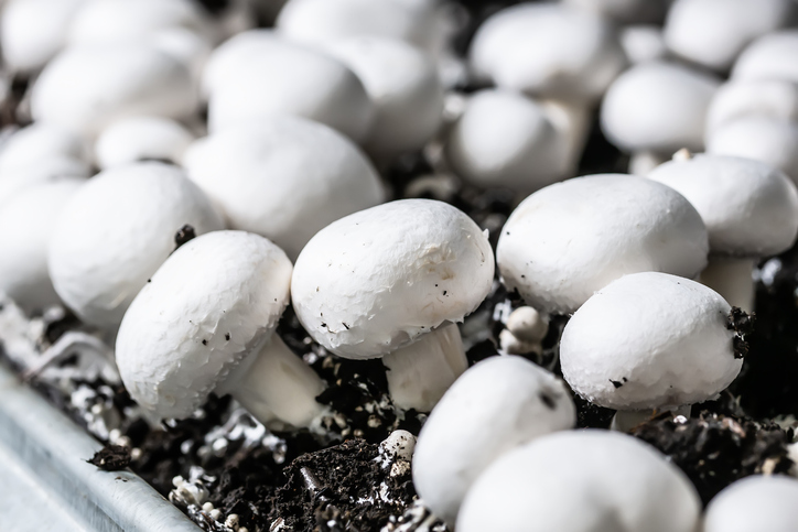 Wie erfolgt der Anbau der Pilze