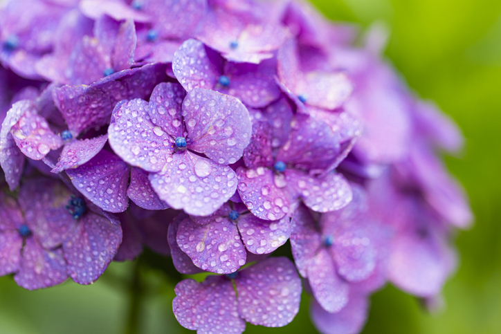 Wie gießt man die Hortensie in Kugelform richtig