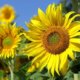 Alte und neue Sonnenblumensorten