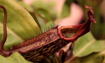 Arten von Nepenthes bestimmen