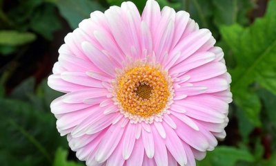 Gerbera Samen säen