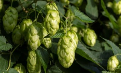 Hopfen richtig düngen - Düngerarten und Zeitpunkt