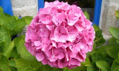 Hortensie hat verbrannte Blätter - was tun