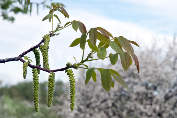 Männliche und weibliche Blüten im Vergleich