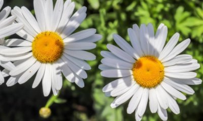 Margerite richtig schneiden