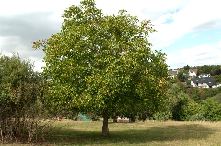 Merkmale des Walnussbaums