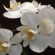 Orchideen richtig teilen