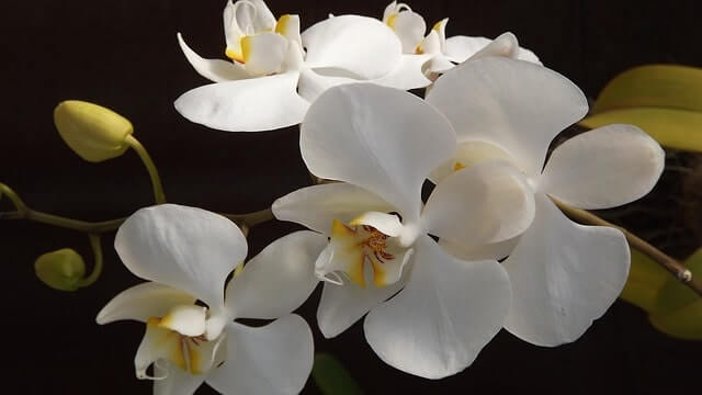 Orchideen richtig teilen