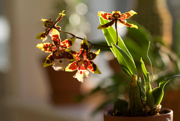 Orchideenarten zur Teilung