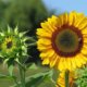 Sonnenblumen pflanzen - der richtige Zeitpunkt