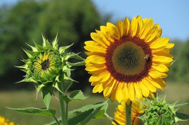 Sonnenblumen pflanzen - der richtige Zeitpunkt