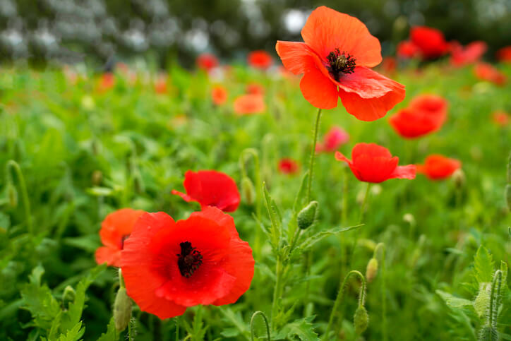 Türkischen Mohn im Freiland aussäen