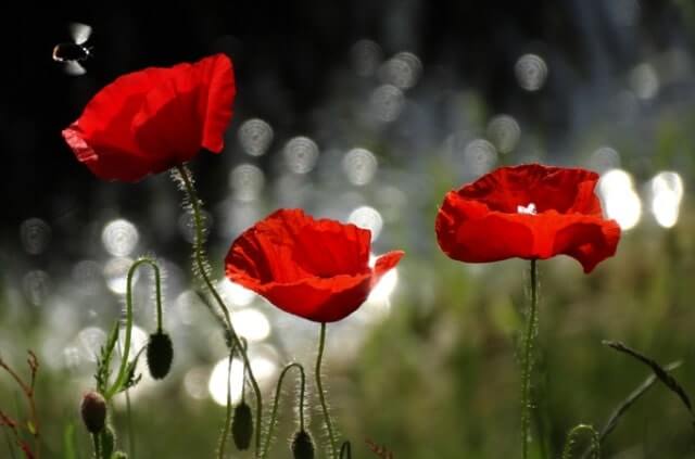 Türkischer Mohn - die Aussaat für Anfänger