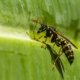 Welche Pflanzen werden von Wespen bestäubt