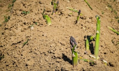 Wie lange kann man Spargel ernten