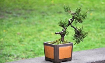 Zypresse als Bonsai pflanzen