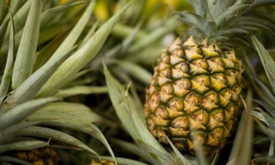 Ananas Samen richtig aussäen und ernten