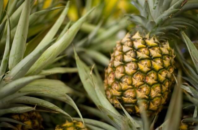 Ananas Samen richtig aussäen und ernten