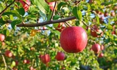 Apfelbaum aus Ableger ziehen