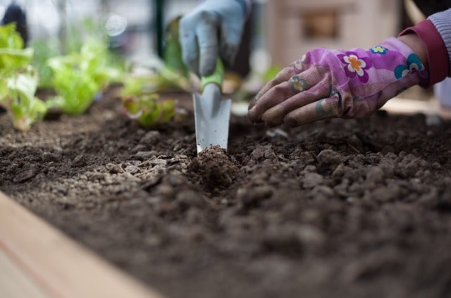 Blumenerde für Gemüse verwenden