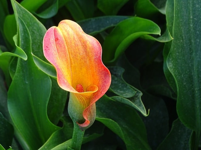 Calla - die Farben und ihre Bedeutung