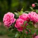 Den Vorgarten mit Rosen bepflanzen - Diese Tipps werden dir helfen!