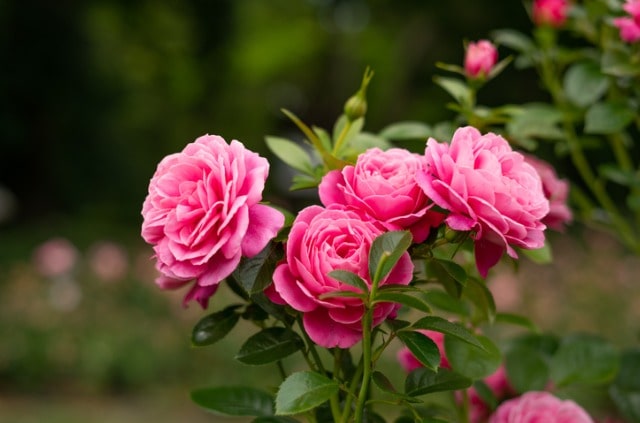 Den Vorgarten mit Rosen bepflanzen - Diese Tipps werden dir helfen!