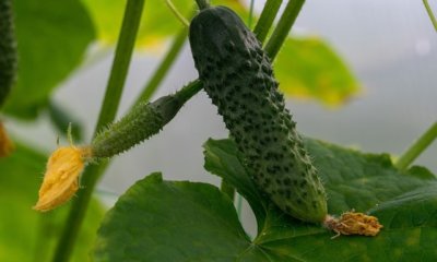 Die Gurken Pflege im Hochbeet