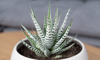 Die richtige Pflege der Haworthia