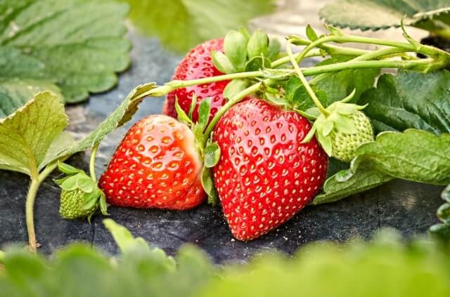 Immertragende Erdbeeren - die besten Sorten