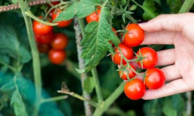 Kirschtomaten richtig pflanzen