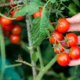 Kirschtomaten richtig pflanzen