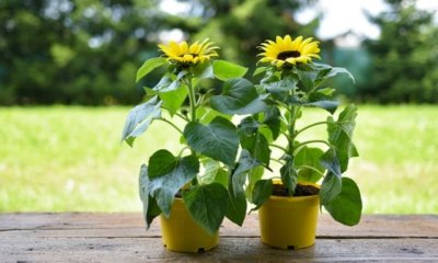 Kleine Sonnenblumen für den Balkon - die besten Sorten