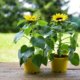 Kleine Sonnenblumen für den Balkon - die besten Sorten