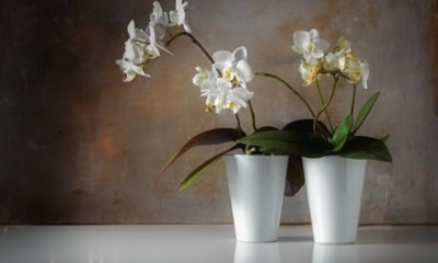 Orchideen in Lechuza halten