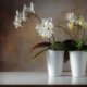 Orchideen in Lechuza halten