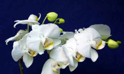 Orchideenknospen fallen ab - was tun