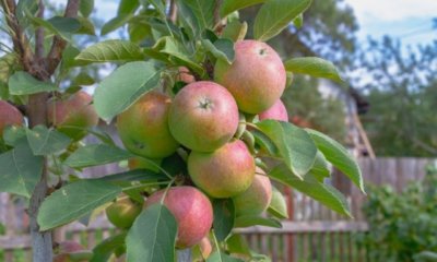 Schlanke Bäume für den Garten - die besten Sorten im Überblick