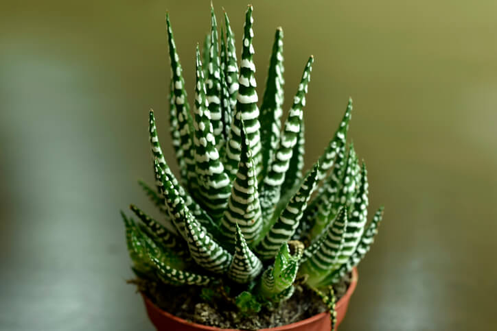 Wissenswertes über Haworthia