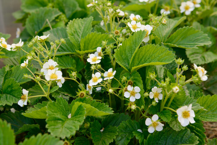 Bestäubung der Blüte mit einem Pinsel