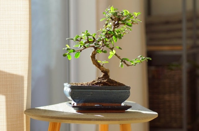 Bonsai Feigenbaum Pflege