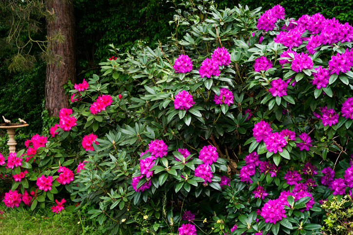 Der Rhododendron