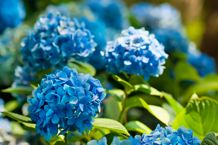 Die Blüte der Hortensie