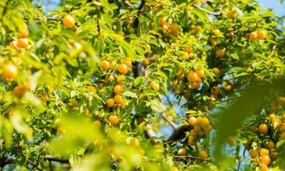 Duo Obstbaum Aprikose und Pflaume